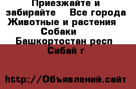 Приезжайте и забирайте. - Все города Животные и растения » Собаки   . Башкортостан респ.,Сибай г.